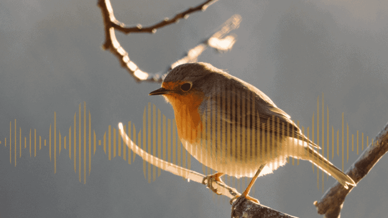robin with soundwave overlay