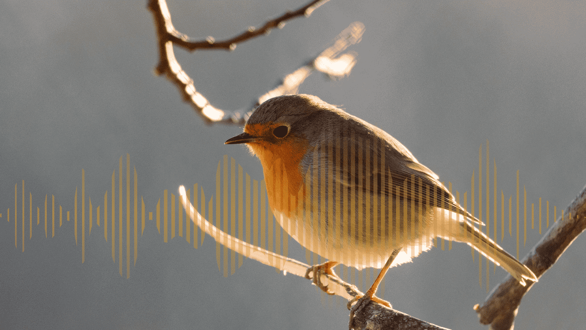 What is “bioacoustics”