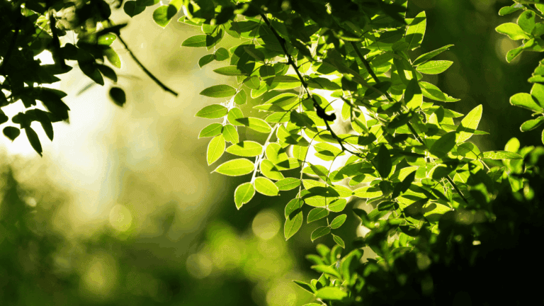 Sunlit Green Leaves in a Forest Canopy
