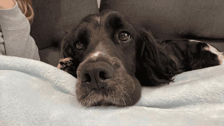 dog thinking on the sofa