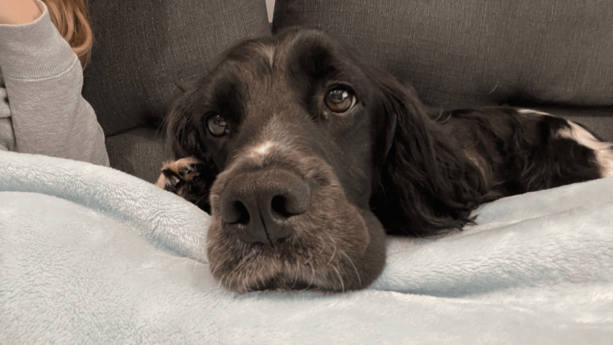 dog thinking on the sofa