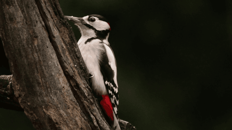 woodpecker