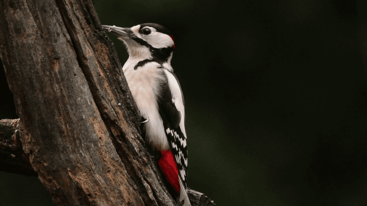 woodpecker