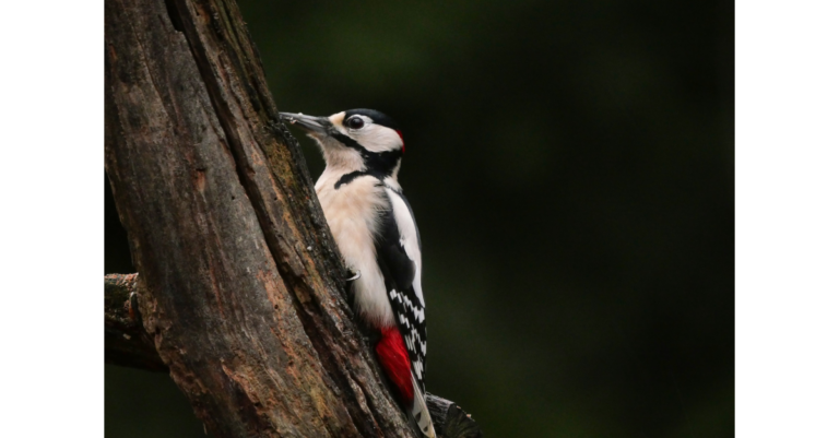 woodpecker in a tree