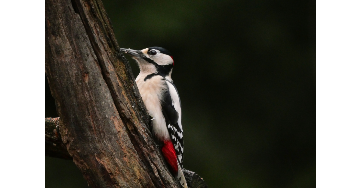 woodpecker in a tree