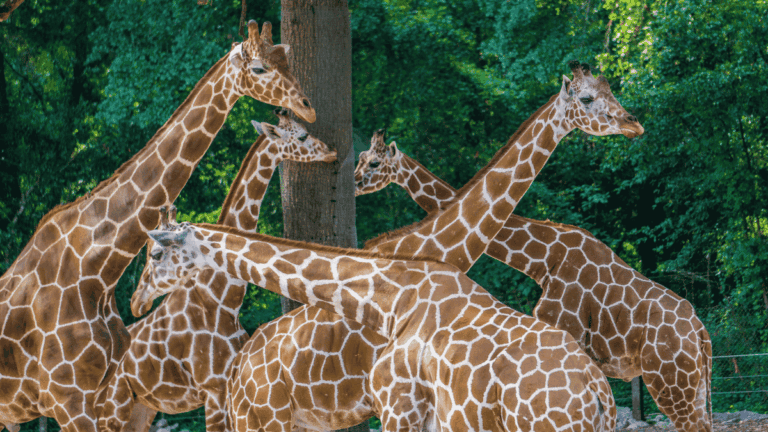 Giraffes in the Zoo