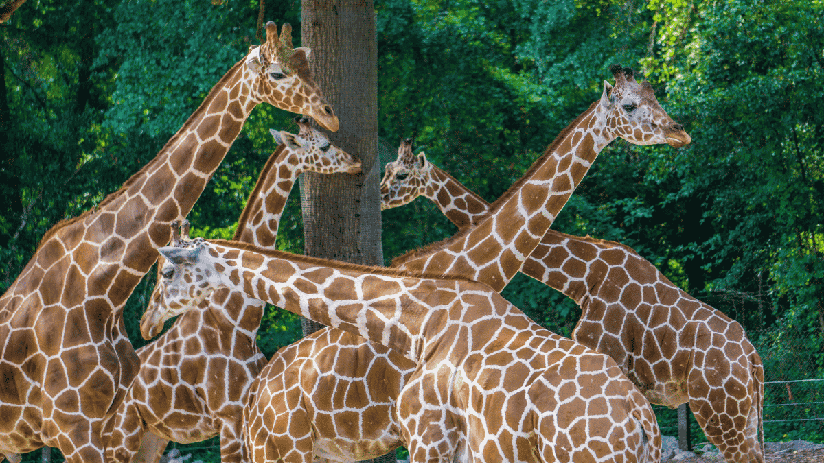 Giraffes in the Zoo