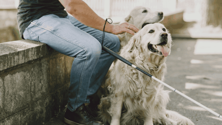 guide dog