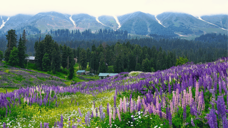 flower landscape