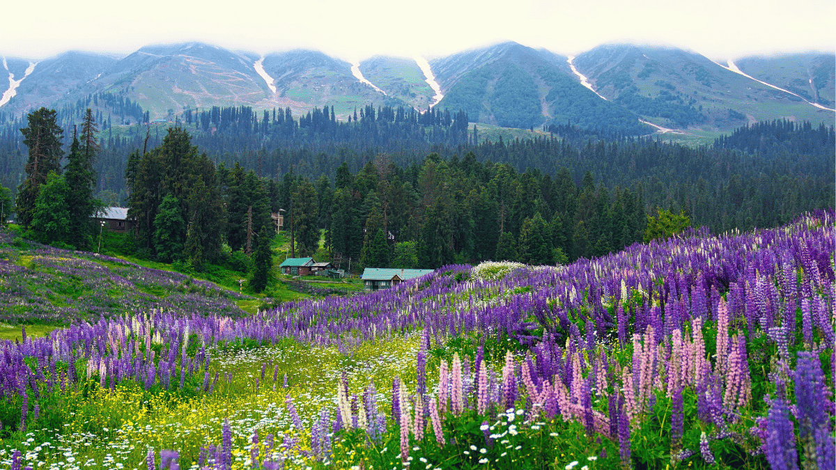 flower landscape