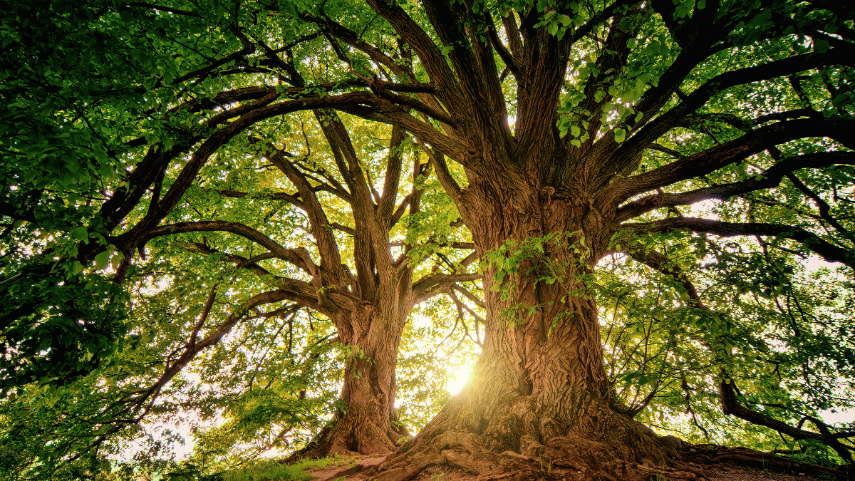 Two Brown Trees