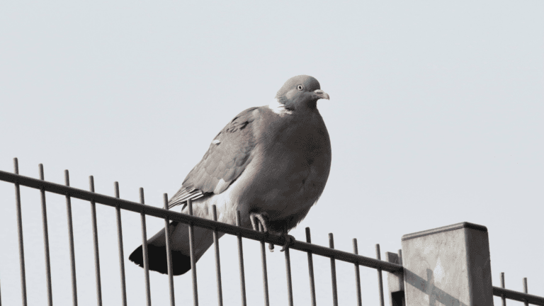 a round pigeon on a fence