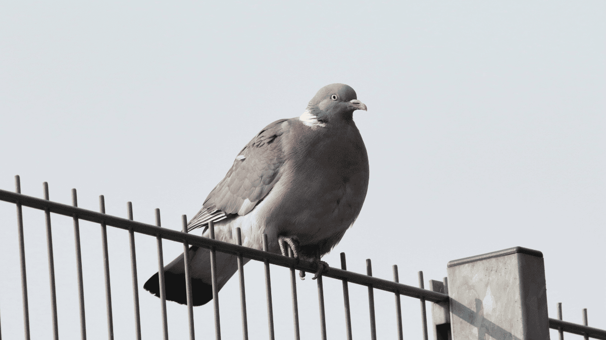 When AI Goes After The Pigeons