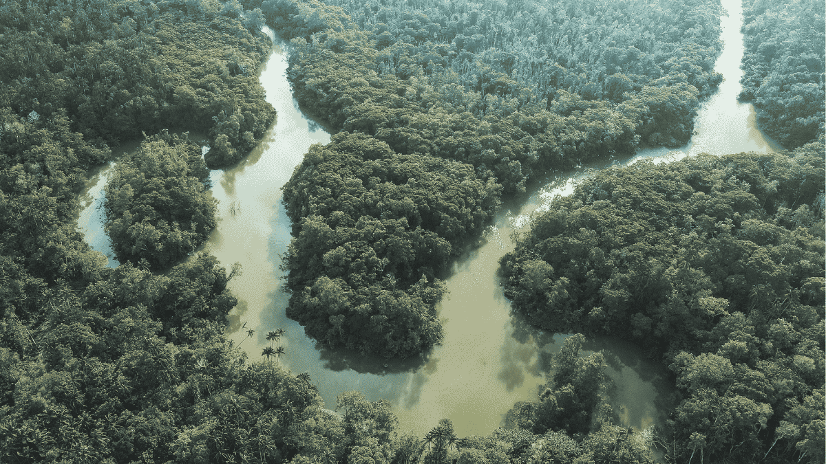 forrest from above