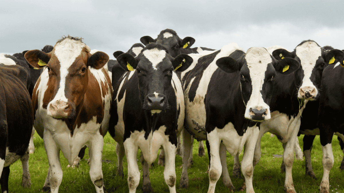 herd of cows